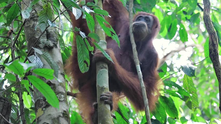 Female orangutang chilling on the tree in the jungle of West Sumatra Indonesia
