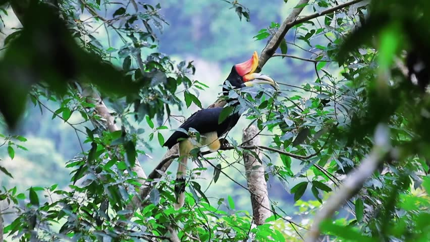 Hornbill bird on the tree in the jungle of Sumarta, Indonesia