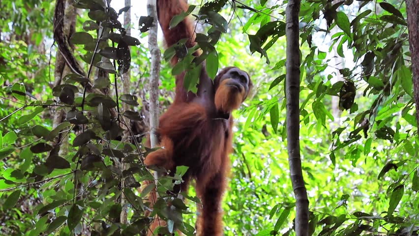 Female orangutang chilling on the tree in the jungle of West Sumatra Indonesia