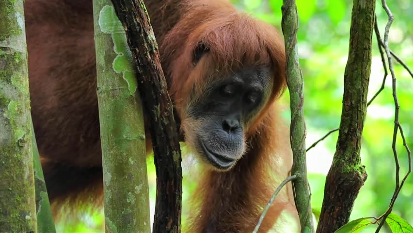Close up of orangutan face eating  something tasty in the jungle of Sumatra Indonesia