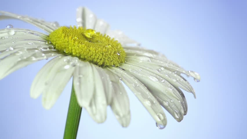 drops of dew on a daisy. Blue background