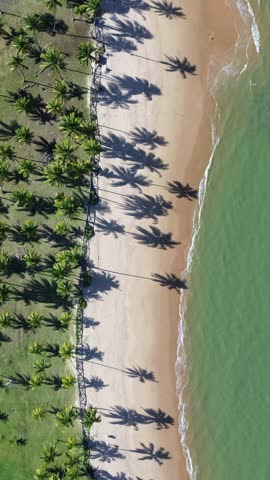 Aerial view of a tropical beach with palm trees, green sea, and golden sand under sunlight. Península de Maraú, Bahia, Brazil.