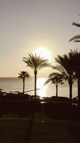 Tropical sunset view over the ocean in Egypt, with silhouetted date palms framing the golden light reflection on the water, a perfect vacation backdrop.