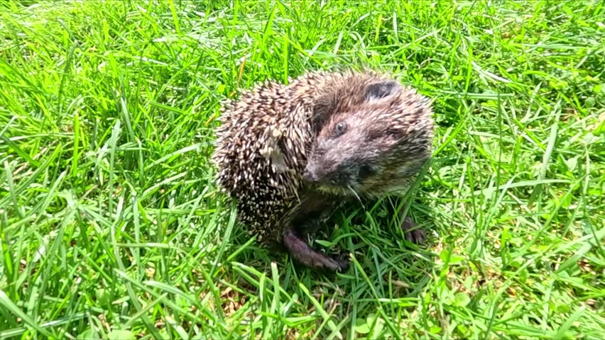 , little hedgehog sits on fresh green grass and licks its fur under warm sunlight showing calm natural self-cle