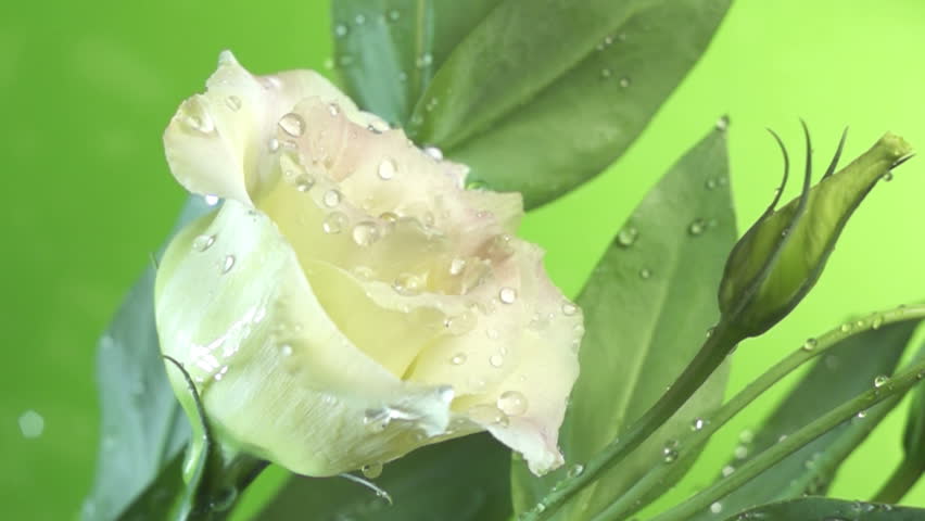 Blossom white flower under raindrops on green background