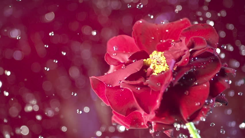 Blossom red flower under raindrops on green background