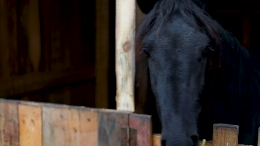 Black horse gazes through wooden stall, highlighting its sleek coat and the rustic textures of the barn, as the camera gradually zooms in for a closer view	