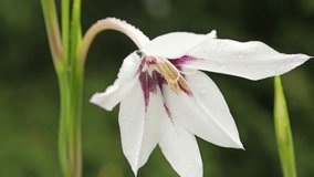 A close-up of a delicate white lily with a purple throat, covered in tiny dew droplets - Powered by Shutterstock - Get 15% off with code: PIKWIZARD15
