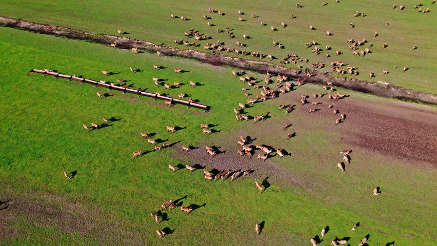 A large herd of deer grazes peacefully across a lush green field. They are scattered throughout the area, creating a beautiful natural scene under clear skies.