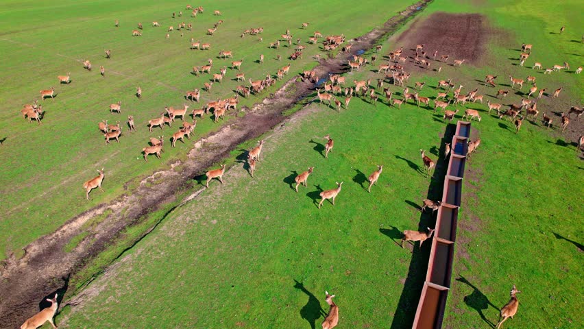 A large herd of deer grazes peacefully across a lush green field, captured from an aerial view. The scene shows various deer scattered in their natural habitat.
