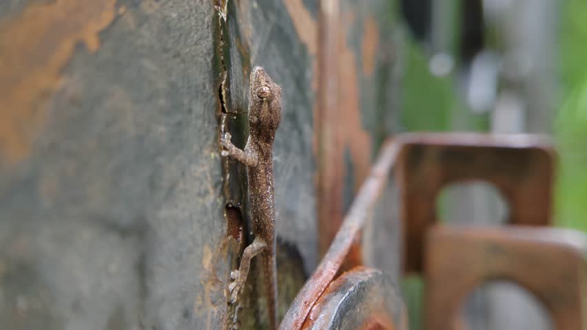 macro photo of a wild gecko