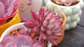The fiery succulent. Red stone flower - Powered by Shutterstock - Get 15% off with code: PIKWIZARD15