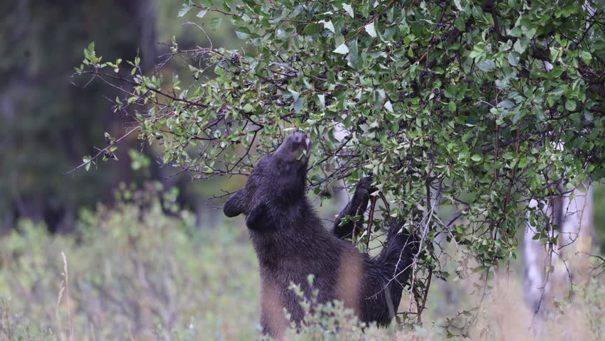 Black Bear Eating Berries in Autumn in Wyoming