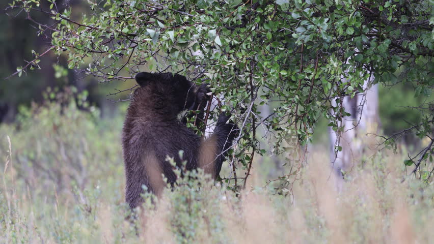 Black Bear Eating Berries in Autumn in Wyoming