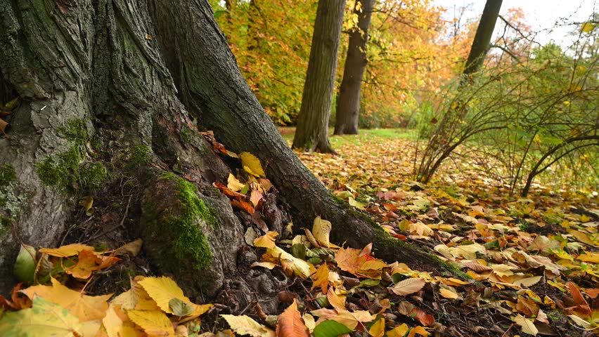 powerful tree roots, autumn park, yellowed leaves, morning light