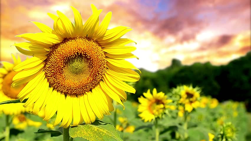 Golden sunflowers blooming in a vast field under a vibrant sunset sky, creating a warm and peaceful countryside scene.