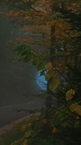 Foggy autumn forest road in the Canton of Solothurn, Switzerland – peaceful misty morning nature landscape