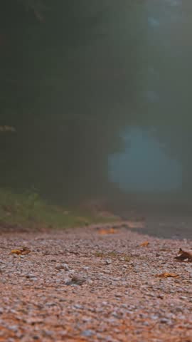 Foggy autumn forest road in the Canton of Solothurn, Switzerland – peaceful misty morning nature landscape
