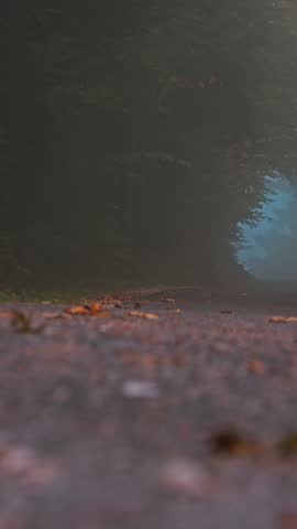 Foggy autumn forest road in the Canton of Solothurn, Switzerland – peaceful misty morning nature landscape
