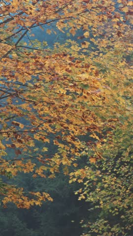 Foggy autumn forest road in the Canton of Solothurn, Switzerland – peaceful misty morning nature landscape