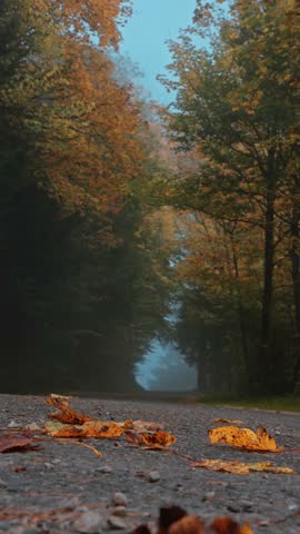 Foggy autumn forest road in the Canton of Solothurn, Switzerland – peaceful misty morning nature landscape