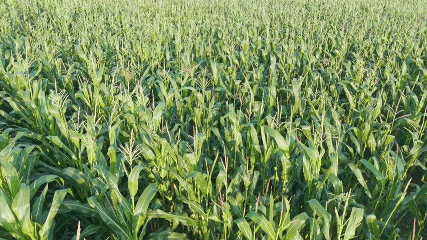 A slow approach aerial view shows rows of sweetcorn or maize on farmland, Wirral, England