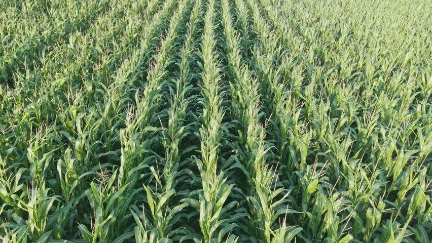 An aerial view shows rows of sweetcorn on farmland, Wirral, England. The agricultural landscape displays parallel lines of maize crops