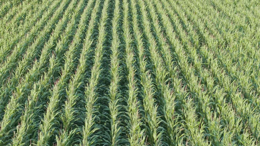 An aerial approach view shows sweetcorn crop rows on a farm field, Wirral, England. The agricultural scene displays maize planted in parallel rows