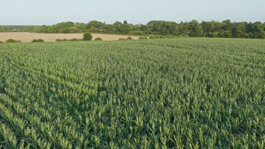 Orbit aerial view of rows of maize crops amongst farmland in England.