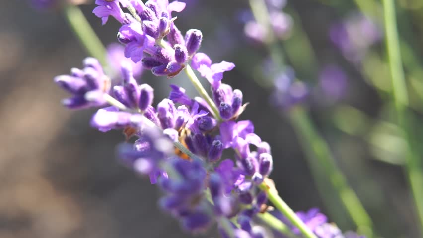 A close up of purple flowers with a bee on it