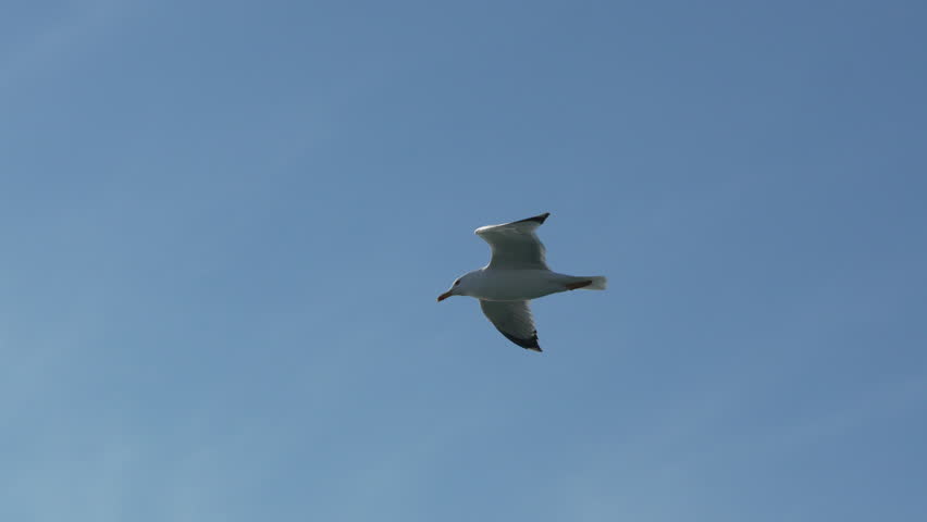 Seagull Flight Sky Coastal Bird Migration: Soaring Seabird, Daytime, Wildlife.