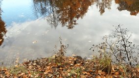 Autumn pond with fallen leaves on shore and tree reflections in calm water. Misty morning, golden hour lighting. - Powered by Shutterstock - Get 15% off with code: PIKWIZARD15