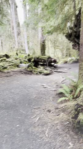 ‎⁨Fallen Tree With Regrowth - Hiking Trails - Olympic National Park⁩, ⁨Washington⁩, ⁨United States⁩: April 26, 2023