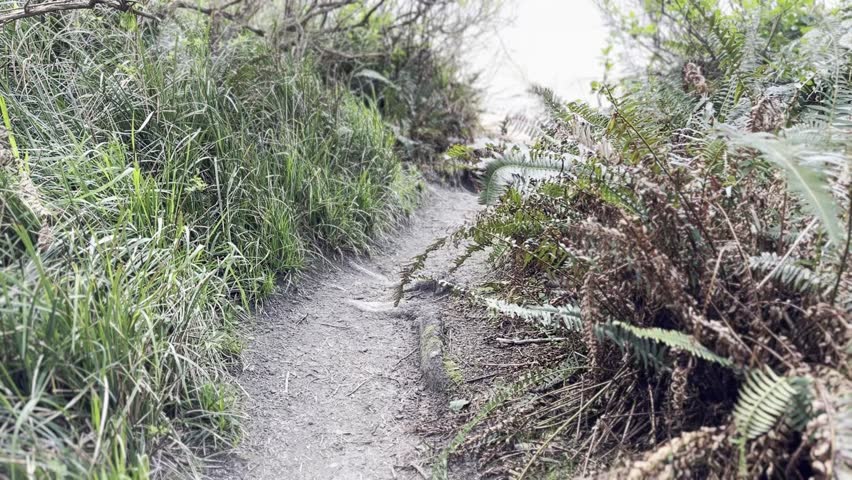 Trail Leading Onto Second Beach and Midday Waves - Hiking Trails - ‎⁨Olympic National Park⁩, ⁨Washington⁩, ⁨United States⁩: April 26, 2023