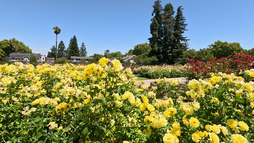Footage of the Municipal Rose Garden with flowers, lush green trees and grass San Jose California USA