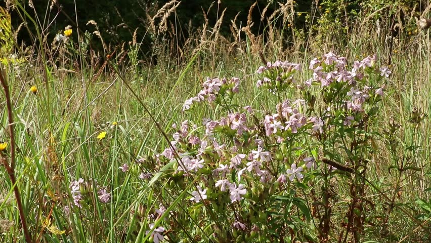 Close-up of wild meadow with blooming pink flowers and tall grasses gently swaying in the wind. Natural summer scenery with a mix of wild plants, flowers, and dry grass.