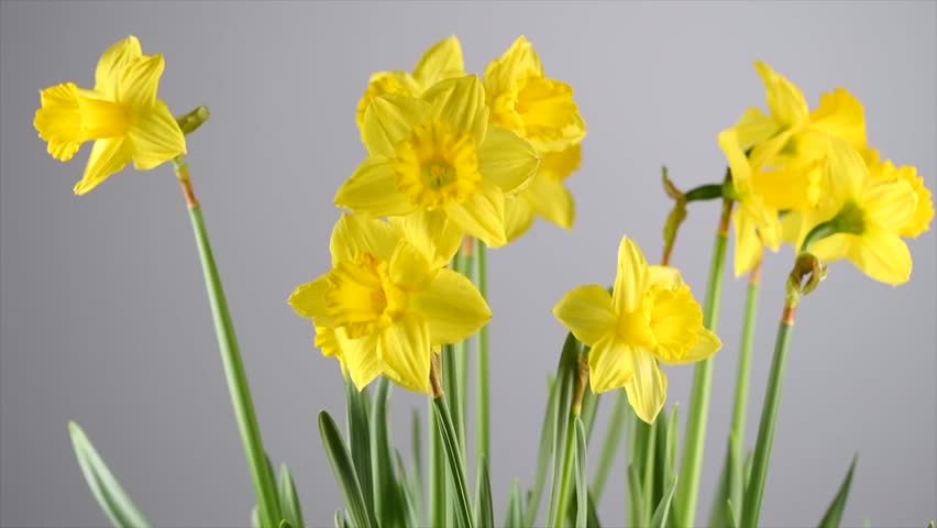 Daffodils Narcissus spring flowers blooming. Bunch of Easter Yellow Daffodil close up, over grey background. Rotating nature backdrop 