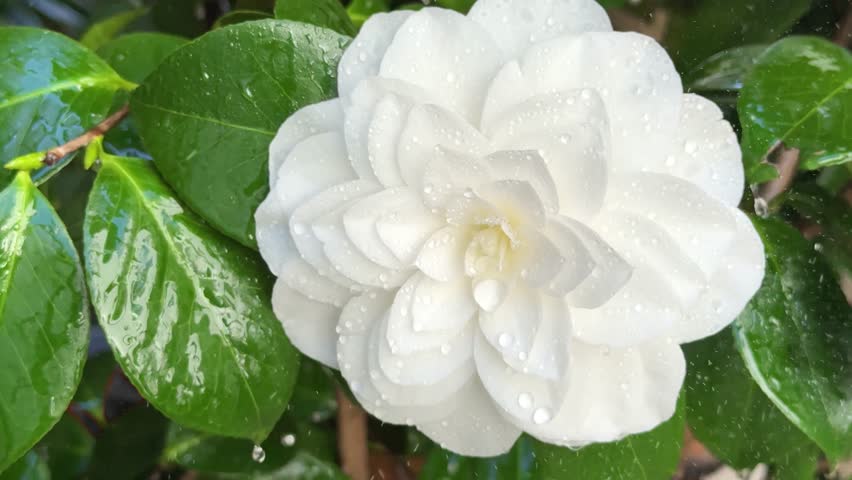 Camellia japonica bloom  'Nuccio's Gem' in rainy weather. White Camellia flower and green leaves in garden. 