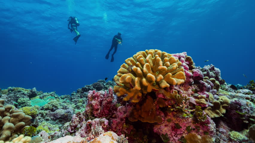 Two SCUBA Divers ascend at the end of their dive above a rich and colourful coral reef in Kiribati