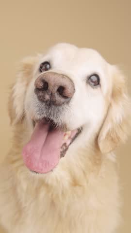 Panting golden retriever with tongue out, looking upward against neutral beige background, exuding playful canine energy and charm. Vertical footage