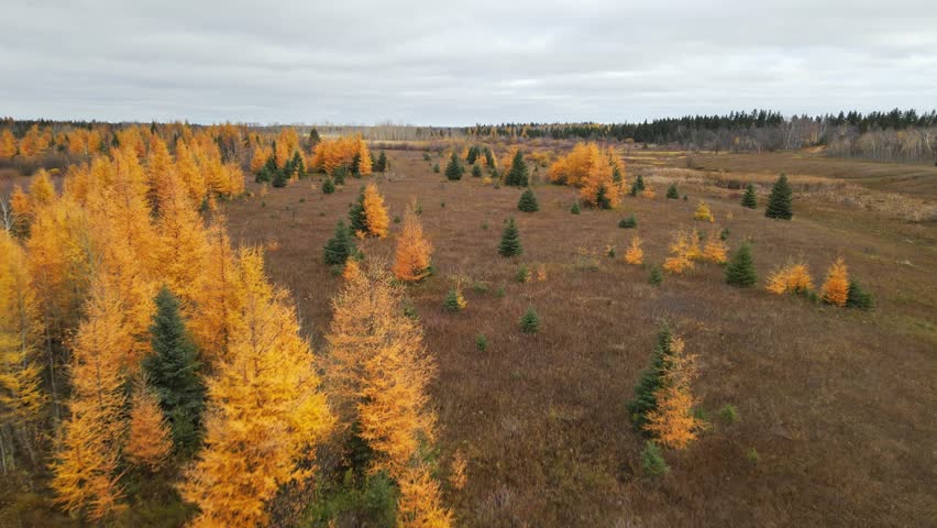 Drone flying low over a brown autumn marsh with bright colored larch trees and small evergreen trees