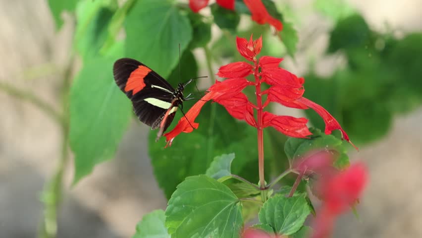 A butterfly moving across a plant leaf; behind it is a mirror reflecting these movements, creating a beautiful synchronicity.