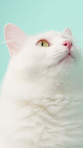 White turkish angora cat making various facial expressions, revealing playful personality against vibrant turquoise background, showcasing distinctive green eyes and pink nose