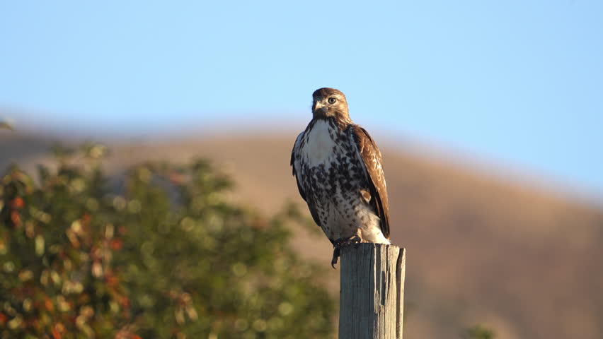 Red-Tailed Hawk sitting on a fence post looking into the distance.