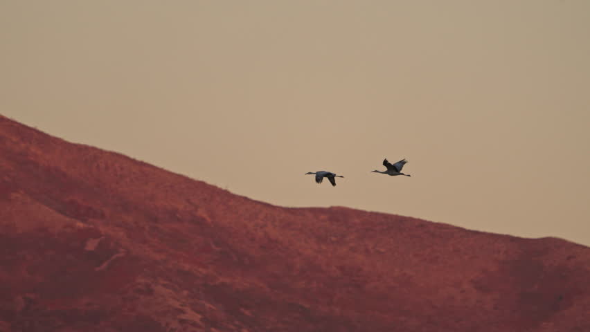Sandhill Cranes and Blackbirds flying through the sky in Utah in front of the Wasatch Mountains.