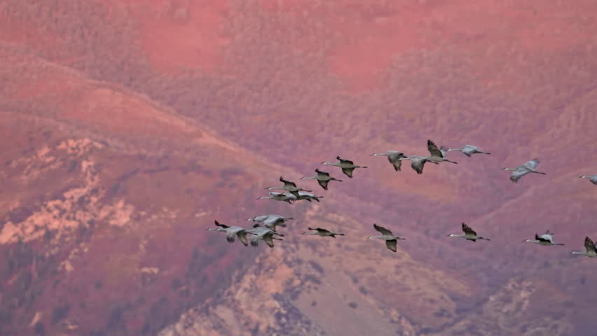Sandhill Cranes migrating through Utah across the Wasatch front at sunset.