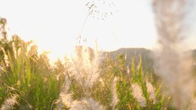 A beautiful close-up video of delicate, fluffy white wild grass backlit by the warm sunrise. The grass heads glow and sway gently against a soft, blurred green hillside background.
 - Powered by Shutterstock - Get 15% off with code: PIKWIZARD15