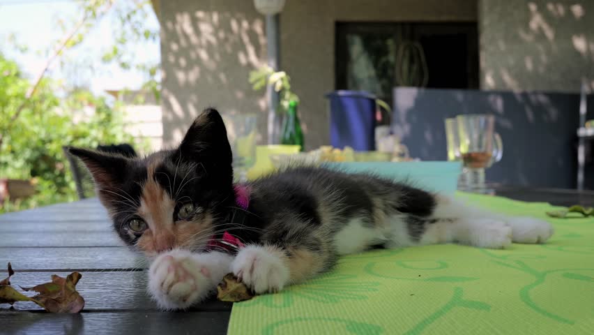 Small young kitten lying on table looking around