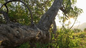 A detailed close-up video of a textured, gnarled tree trunk and branches. The warm sun shines through the leaves, creating a beautiful starburst flare. Serene nature background scene. - Powered by Shutterstock - Get 15% off with code: PIKWIZARD15