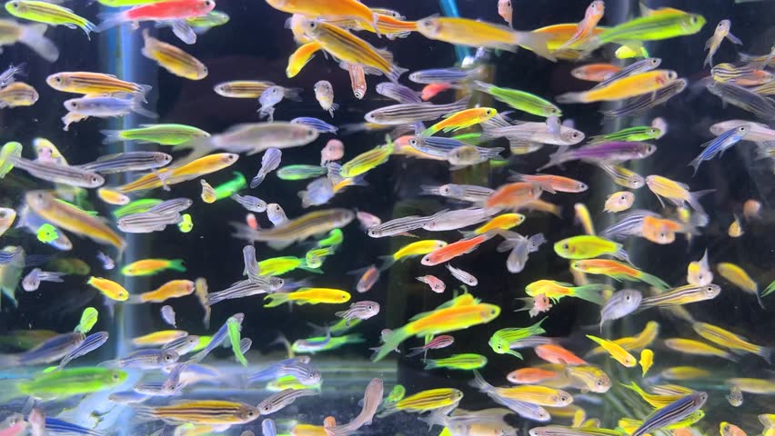 Colorful aquarium glass tank full of vibrant aquatic life tiny tropical fishes swimming serene freshwater with neon color ember tetra peaceful home decoration hobby underwater beauty Iran landscape